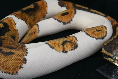 Piebald Ball Python Reptiles Wallpapers