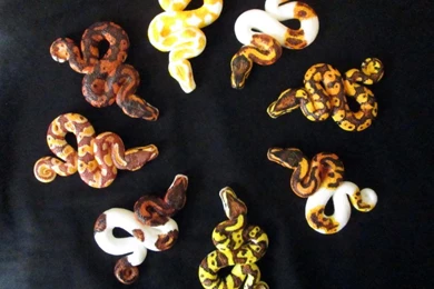 Ballpython DeviantArt