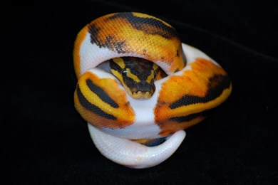 Ballpython DeviantArt