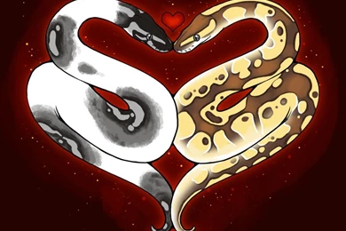 Ball Python Love By Dachindae On DeviantArt