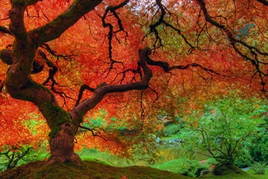 25 Stunning Fall Wallpapers. Fall Pictures. 1920x1200px