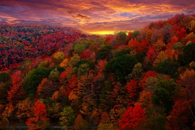 Fall Foliage Wallpapers