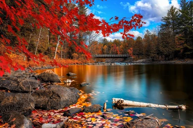 Fall Foliage Wallpapers