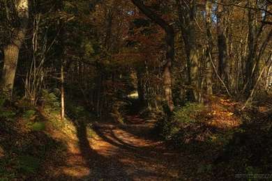 Index Of /wallpapers/fall foliage