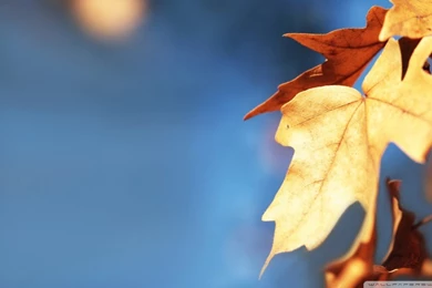 Fall Foliage Against The Blue Sky HD Desktop Wallpapers : High ...