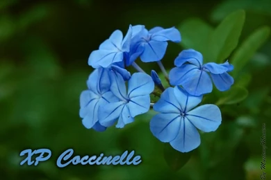 Download XP Coccinelle On CrystalXP.net   Wallpapers