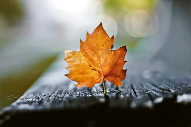 Beautiful Leaves Autumn Macro Wallpapers Best