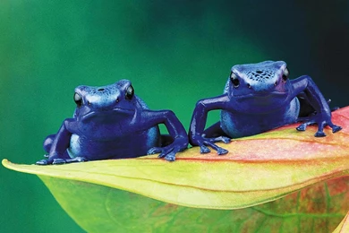 Free Frog Backgrounds