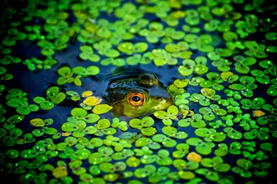 Free Frog Backgrounds