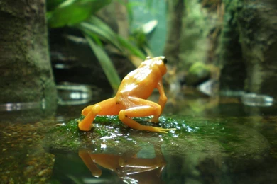 Free Frog Wallpapers   Wallpapers Cave