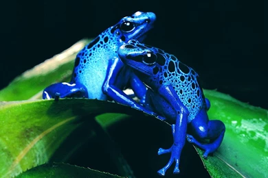 High Quality Free Frog Wallpapers