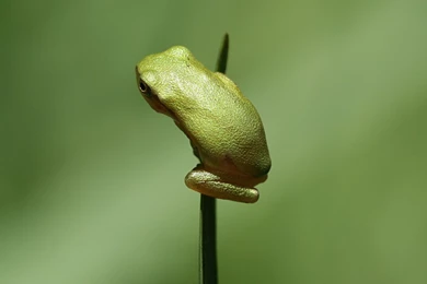 Animals Frog 1920x1080 – Free HD Wall Paper