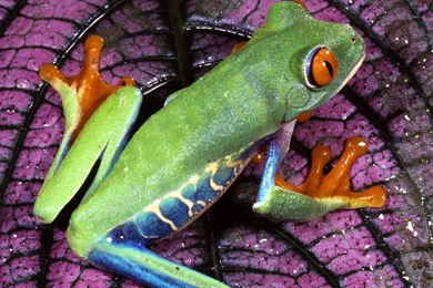 Frog Wallpapers 1920x1080 Wallpapers,Frog 1920x1080 Wallpapers ...