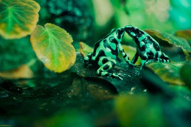 Sweet Kiss Frog Wallpapers HD