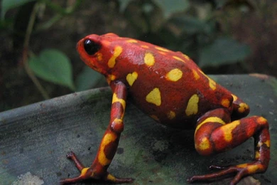 Mantella Frog Wallpapers   Animals Town