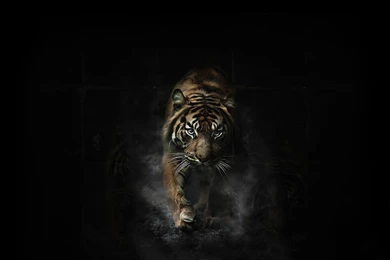 Tiger In Snow Wallpapers