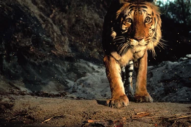 Wallpapers Of Tiger   All Wallpapers New