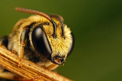 Bee Wallpapers HD Pictures