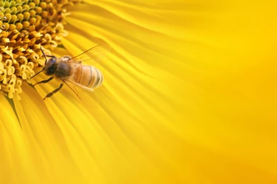 Bee Wallpapers