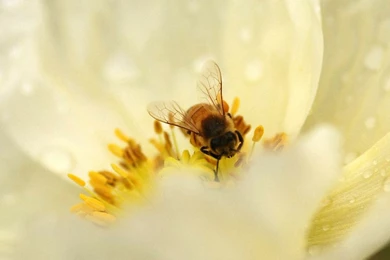 Bee Wallpapers 1920x1080 Wallpapers, 1920x1080 Wallpapers ...