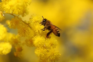 Bee Computer Wallpapers, Desktop Backgrounds
