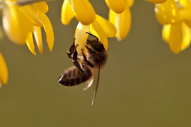 Bee Wallpapers
