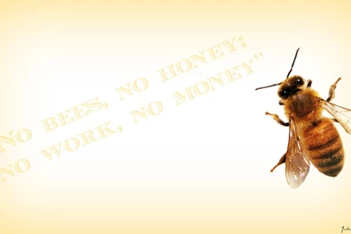 Bee Wallpapers By Julesmeijer On DeviantArt