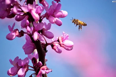 YouWall   Purple Flowers And Bee Wallpapers   Wallpaper,wallpapers ...