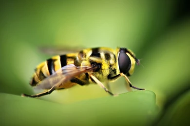 Bee Wallpapers Hd Wallpapers ›› Page 0