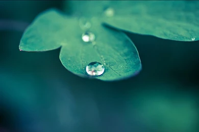 Beautiful Drop Water On Leaves Macro Wallpapers