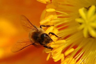 Bee Wallpapers 1920x1080 Wallpapers, 1920x1080 Wallpapers ...