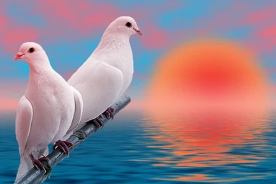 Love Bird Widescreen Backgrounds Wallpapers Attachment 11876 ...