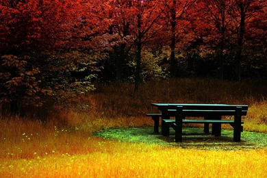 Autumn Bench Chair Falling Forest Leaves Season HD Wallpapers