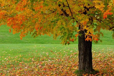 Fall Season Wallpapers Hd