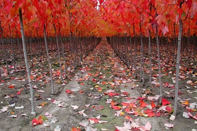 Extra Season Wallpapers