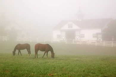 Kentucky Horse Farms Wallpapers