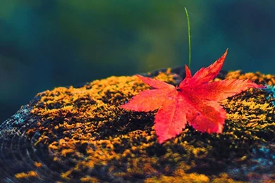 Hd nature finest wallpapers iphone 5.jpg