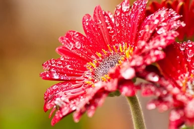 Free Desktop Wallpapers Widescreen,desktop Wallpapers