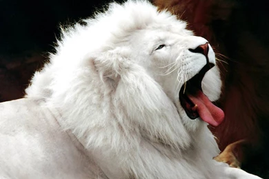 Lion White Lion Face Wallpapers Hd Widescreen Free Download Photos ...