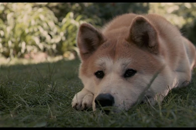 3 Hachi: A Dog's Tale HD Wallpapers