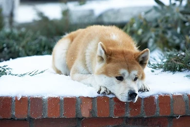 HACHI (2009) HACHIKO: A Dog's Love Story   YouTube