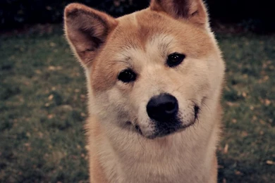 Hachiko By WolfAkita Samurai On DeviantArt