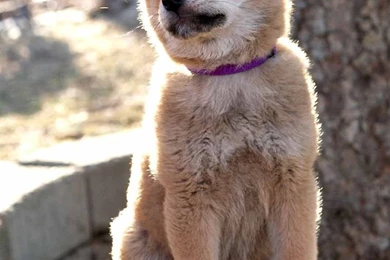 Hachiko My Wallpapers By Santtoss On DeviantArt