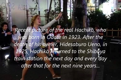 秋田犬 Japanese "Hachi" & "Hachiko" Pronounced By Akita Uni 'Sita ...