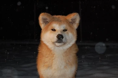 Hachiko By WorkingDogs On DeviantArt