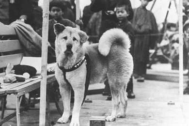 hachi a dogs tale download hachi a dogs tale download