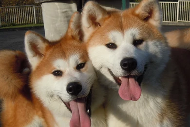 Akita Inu Dog 6 Backgrounds   DogBreedsWallpapers.com