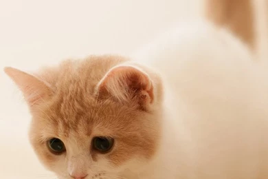 Pretty Wallpapers For Iphone WeSharePics