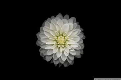 Apple IOS Flower 3 HD Desktop Wallpapers : Widescreen : High ...