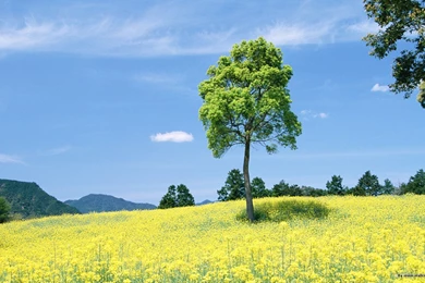 Outdoor Wallpapers Pictures Of Nature